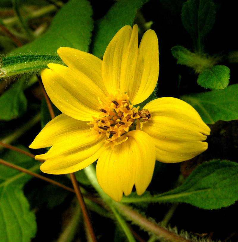 Chrysogonum groundcover plant