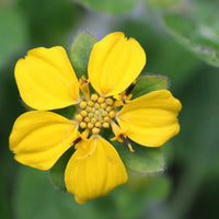 Non-GMO Chrysogonum flower seeds