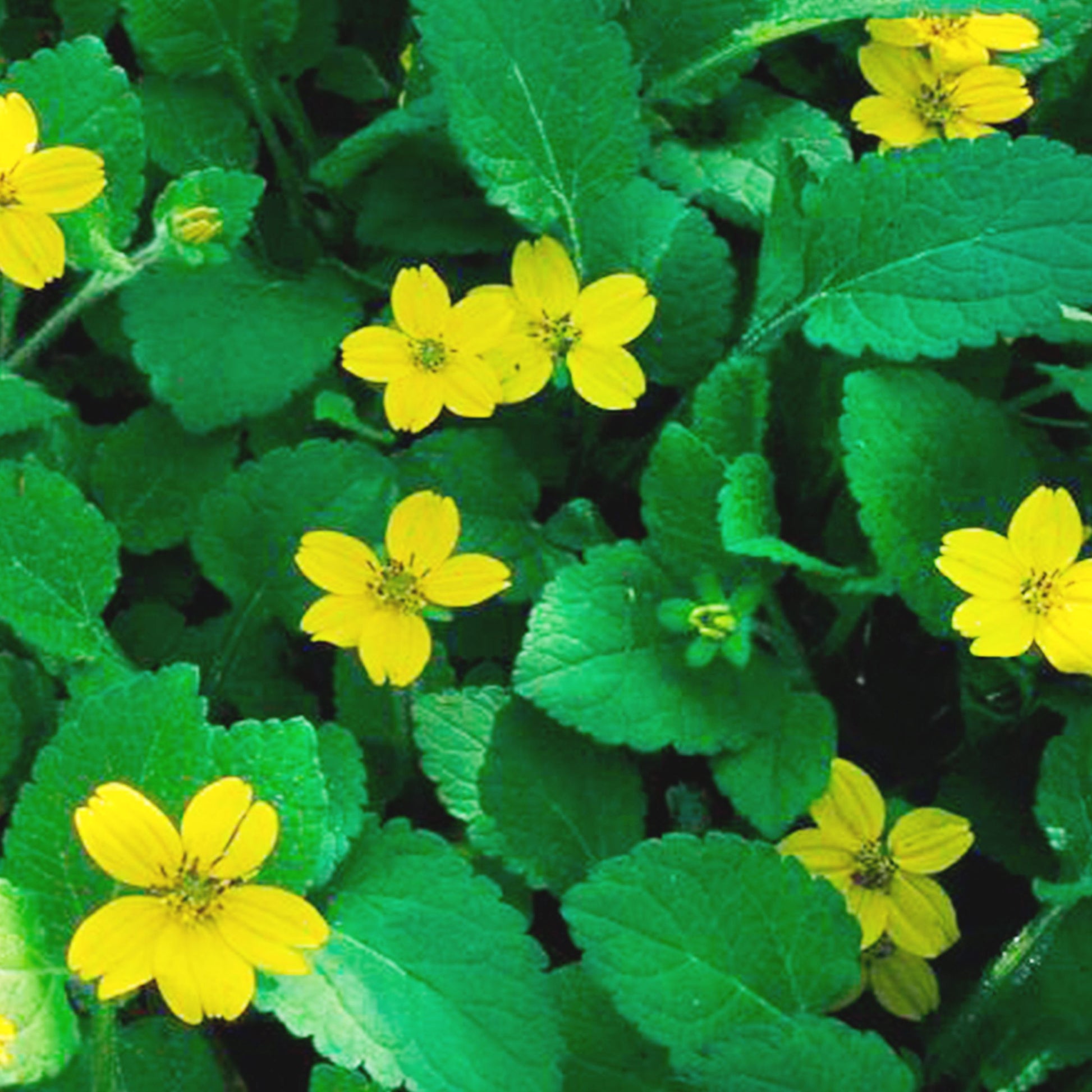 Chrysogonum in home garden planting