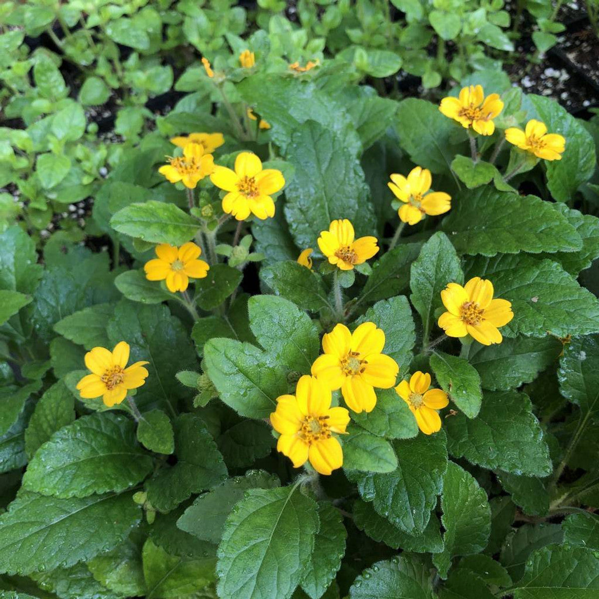 Chrysogonum flower seeds for planting