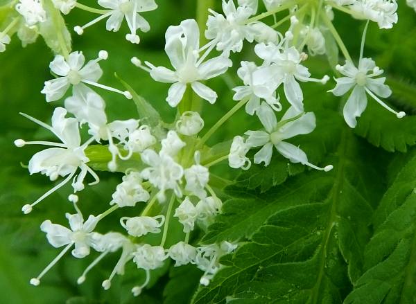 Cicely Myrrhis Odorata seeds for planting