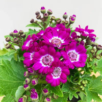 Pink Cineraria Flower seeds for Planting Cut Flower Favorite Heirloom & GMO Free Seeds for Home Garden 
 
 Sale seeds for home garden planting