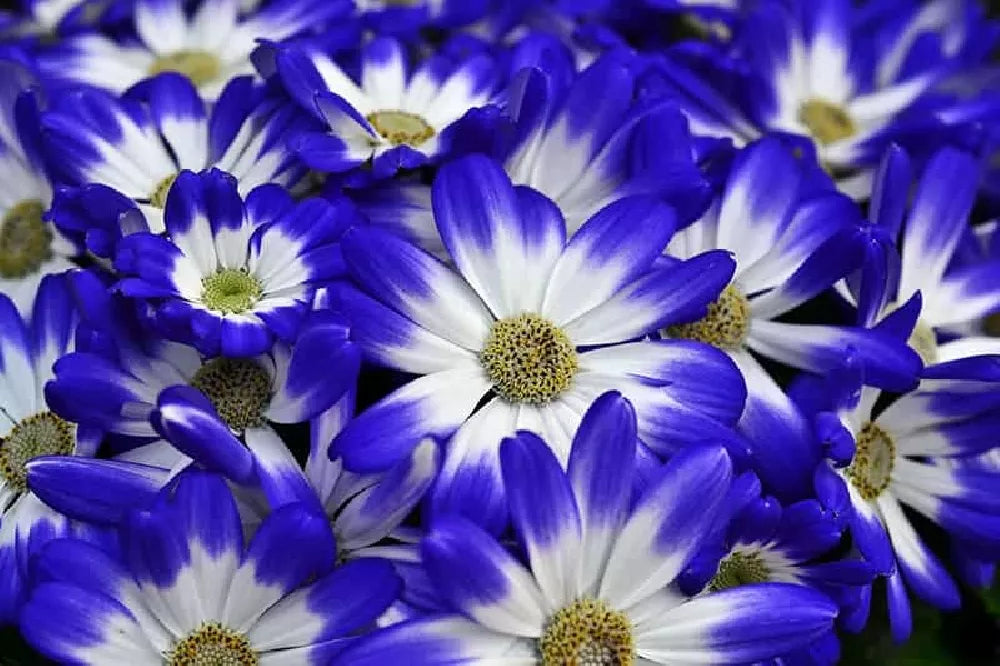 Purple Florists Cineraria Flower seeds for Planting - Low Maintenance, Heirloom & GMO Free Seeds for Home Garden