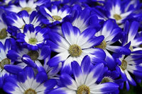Purple Florists Cineraria Flower seeds for Planting - Low Maintenance, Heirloom & GMO Free Seeds for Home Garden