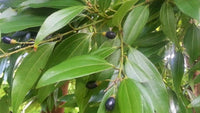 Cinnamon Seed Planting Pack