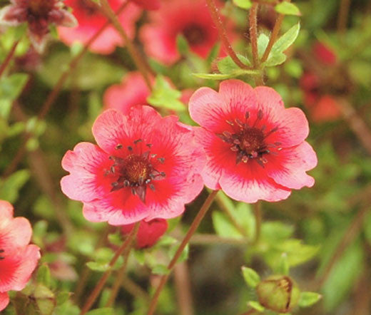 Red Willmott Flower seeds for Planting - Premium Quality, Heirloom & GMO Free Seeds for Home Garden