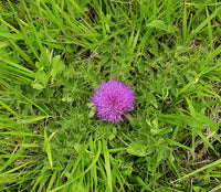 Cirsium Muticum Flower for Planting Vibrant Colors Heirloom & GMO Free Seeds for Home Garden
