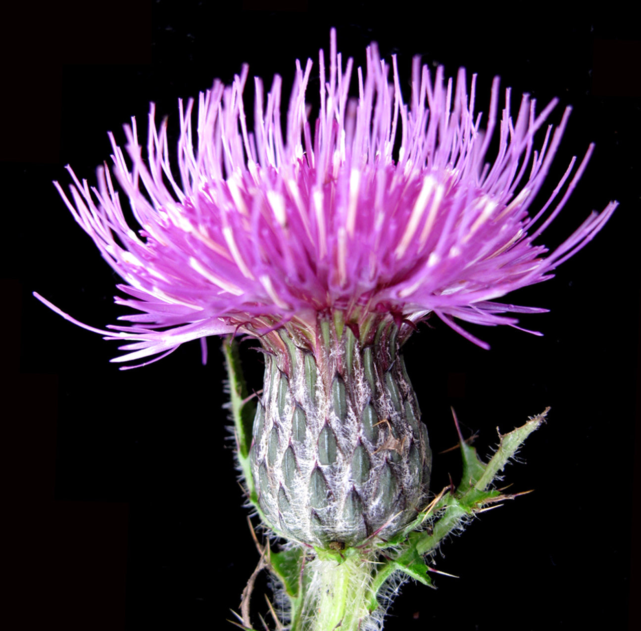 Cirsium Muticum Flower for Planting Vibrant Colors Heirloom & GMO Free Seeds for Home Garden