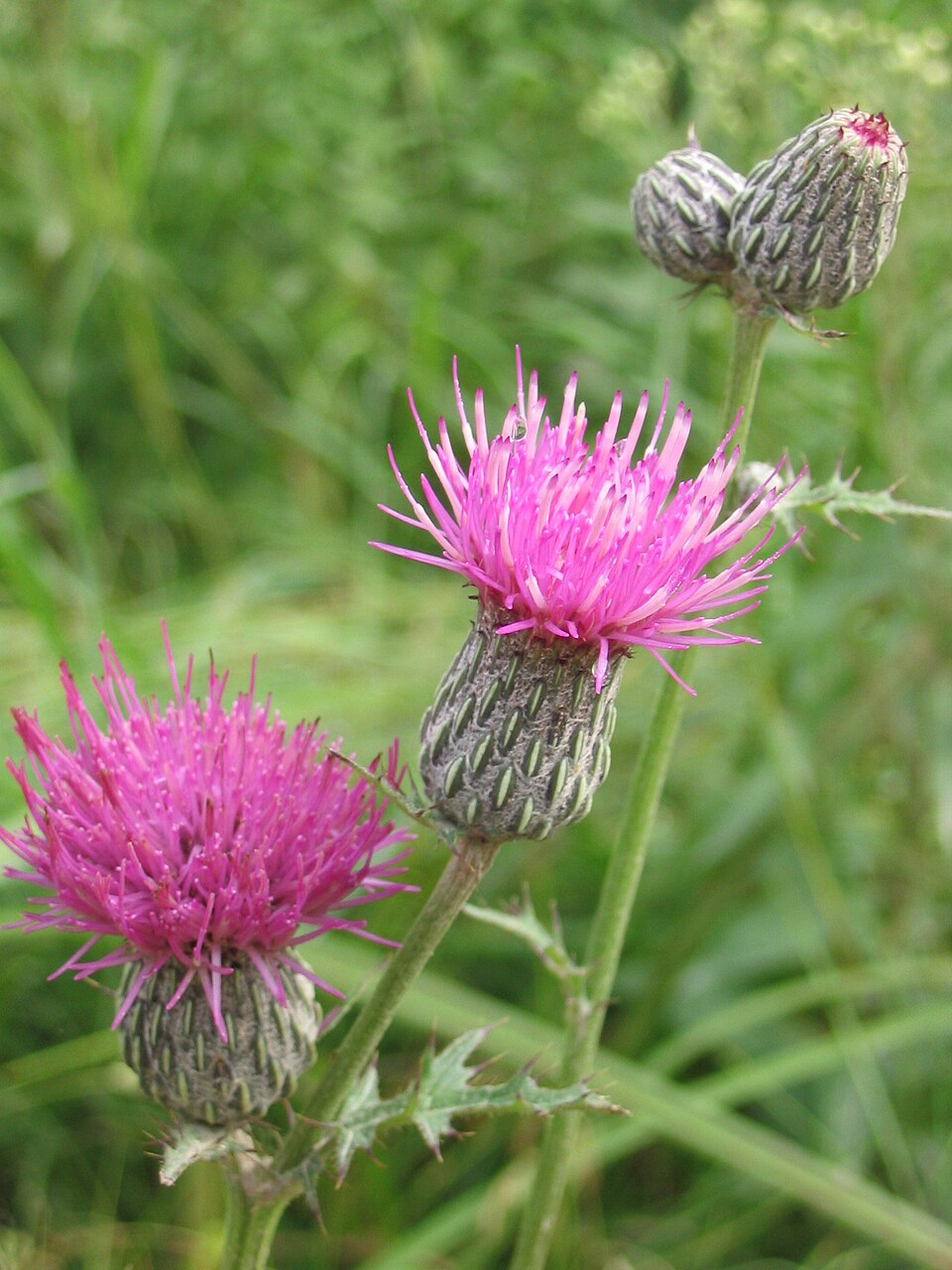 Cirsium Muticum Flower for Planting Vibrant Colors Heirloom & GMO Free Seeds for Home Garden