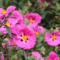 Tauric Rock Rose Helianthemum tauricum Flower Seeds for Planting in Rock Garden