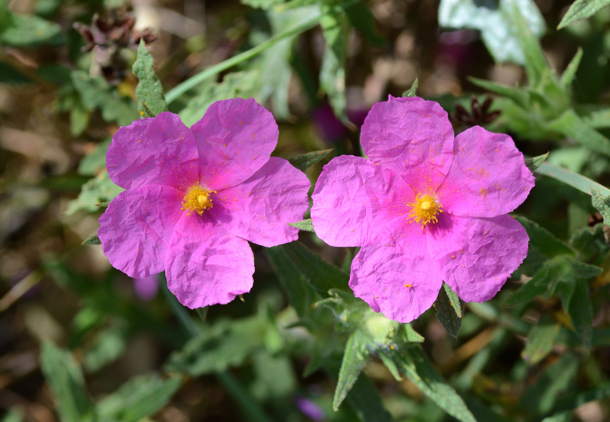 Purple Cistus Flower seeds for Planting - Hardy Variety, Heirloom & GMO Free Seeds for Home Garden