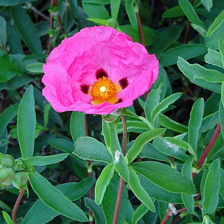 CISTUS Flower seeds for Planting - Vibrant Colors, Heirloom & GMO Free Seeds for Home Garden