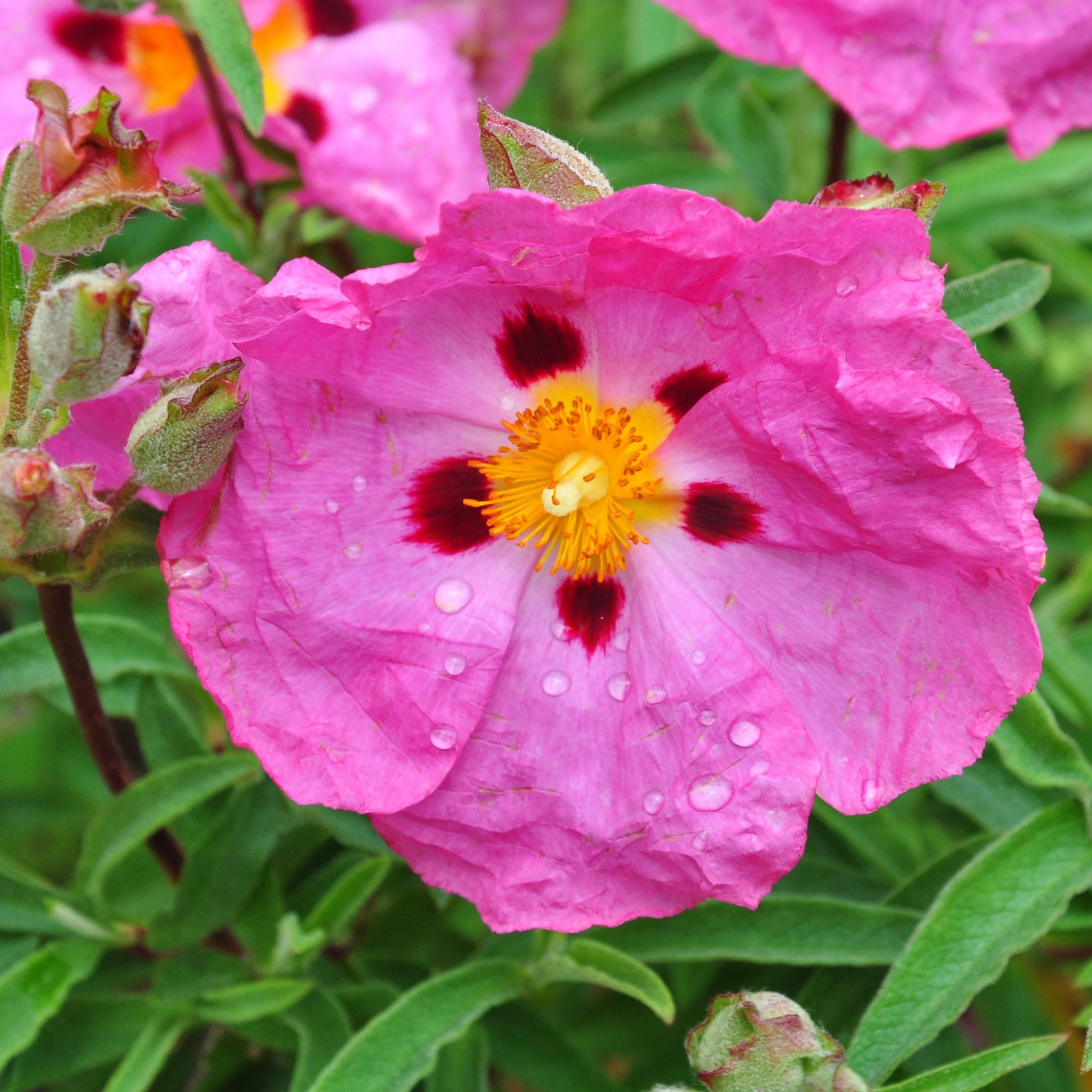 Zistrose Flower seeds for Planting - Easy to Grow, Heirloom & GMO Free Seeds for Home Garden