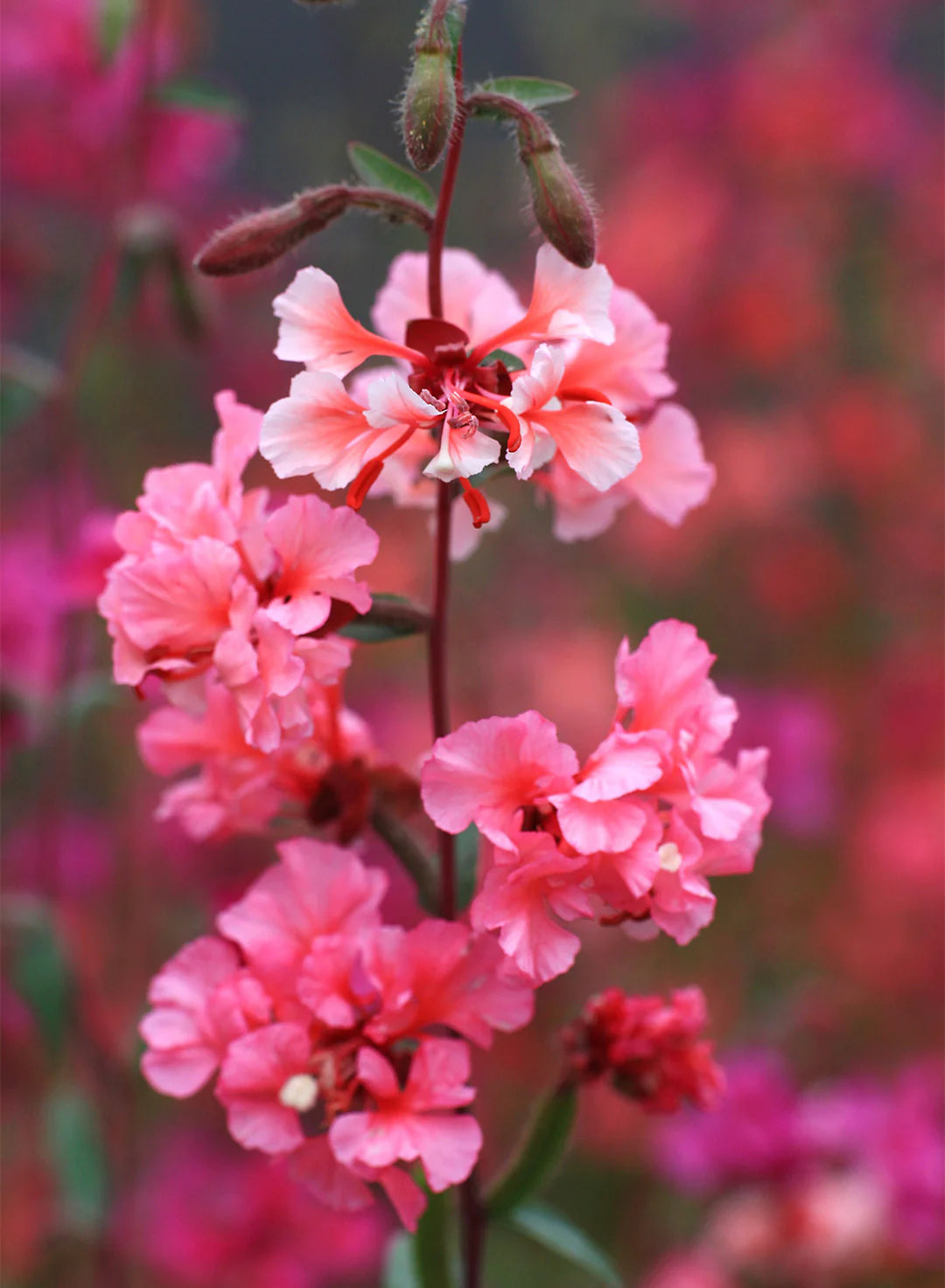 Elegant Clarkia Flower seeds for Planting - Wildflower Mix, Heirloom & GMO Free Seeds for Home Garden