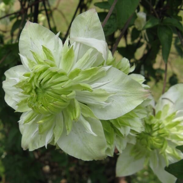 Light Green Clematis Flower seeds for Planting Colorful Display Heirloom & GMO Free Seeds for Home Garden 
 
 Sale seeds for home garden planting