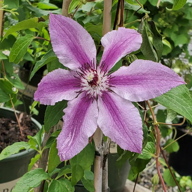 Clematis Flower seeds for Planting - Seasonal Bloomer, Heirloom & GMO Free Seeds for Home Garden