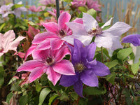 Clematis Hybrida Climbing Flower seeds for Planting Compact Growth Heirloom & GMO Free Seeds for Home Garden