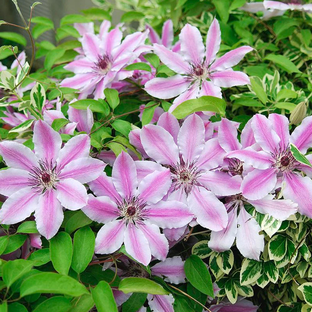 Mixed Nelly Moser Flower seeds for Planting - Bright Blooms, Heirloom & GMO Free Seeds for Home Garden