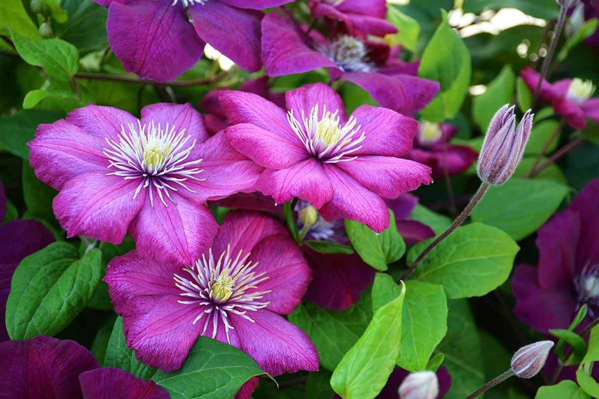 Pink Violet Clematis Flower seeds for Planting - Cottage Garden Essential, Heirloom & GMO Free Seeds for Home Garden