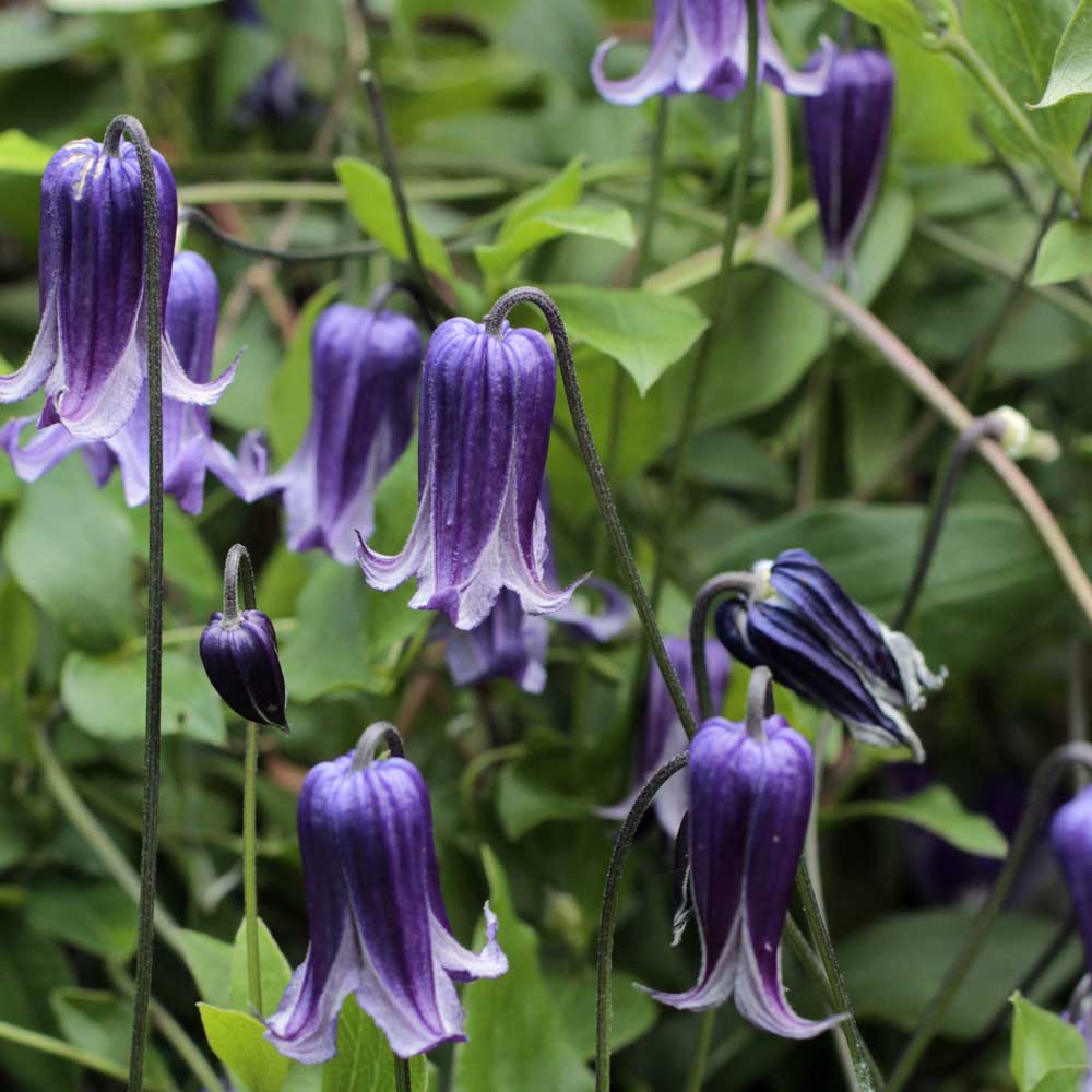 Clematis 'Rooguchi' Clematis spp Flower Seeds for Planting in Garden