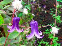 Clematis 'Rooguchi' Clematis spp Flower Seeds for Planting in Garden