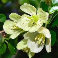 Light Green Clematis Flower seeds for Planting Colorful Display Heirloom & GMO Free Seeds for Home Garden 
 
 Sale