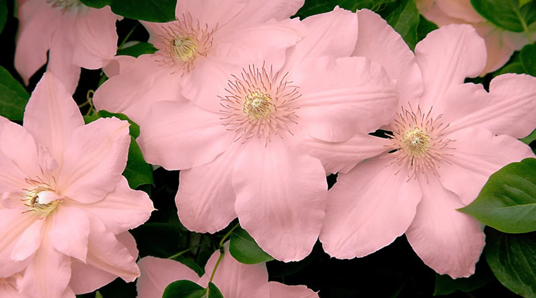 Peach Clematis Flower seeds for Planting - Colorful Display, Heirloom & GMO Free Seeds for Home Garden