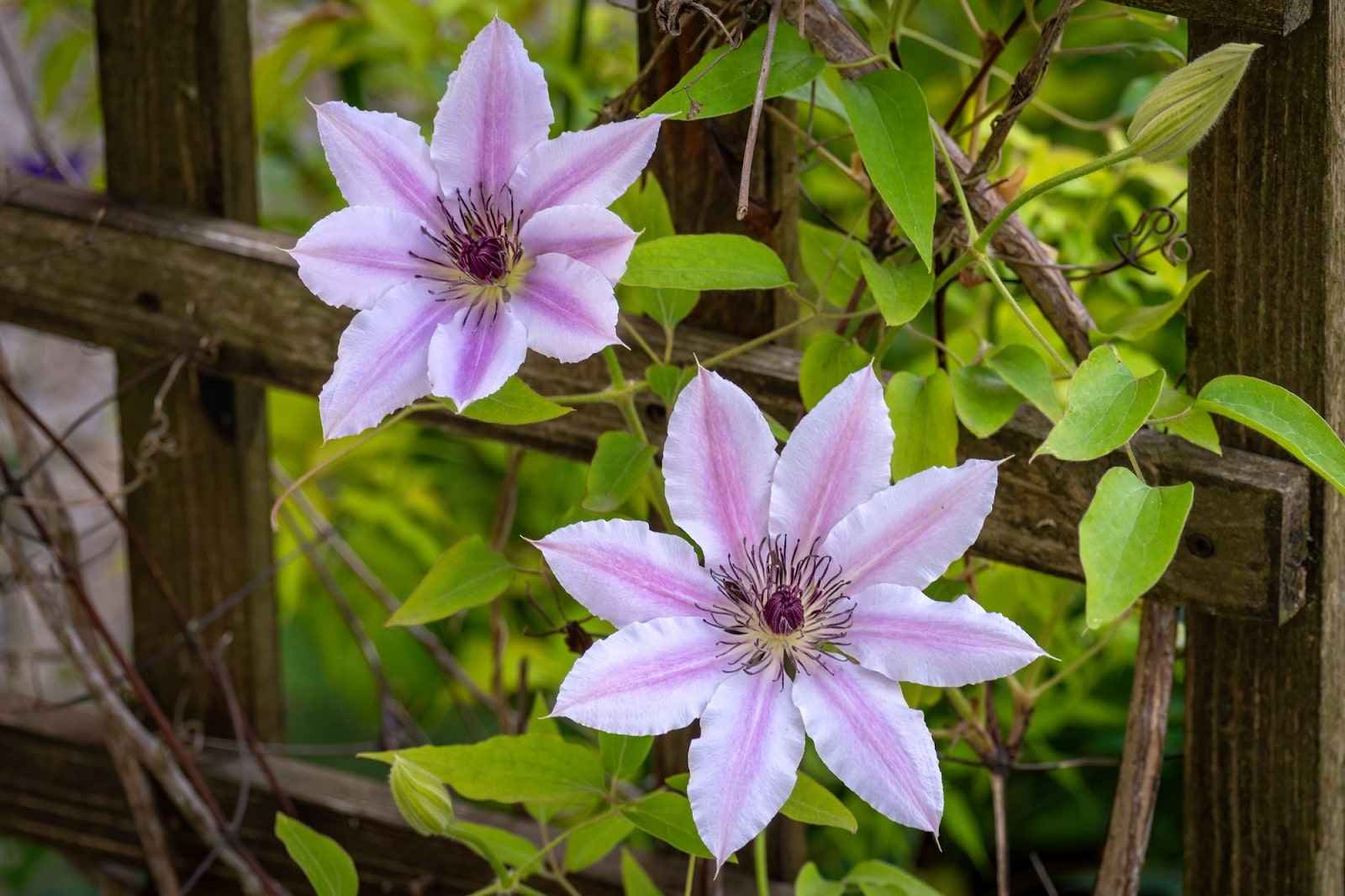 Clematis Flower seeds for Planting - Easy to Grow, Heirloom & GMO Free Seeds for Home Garden
