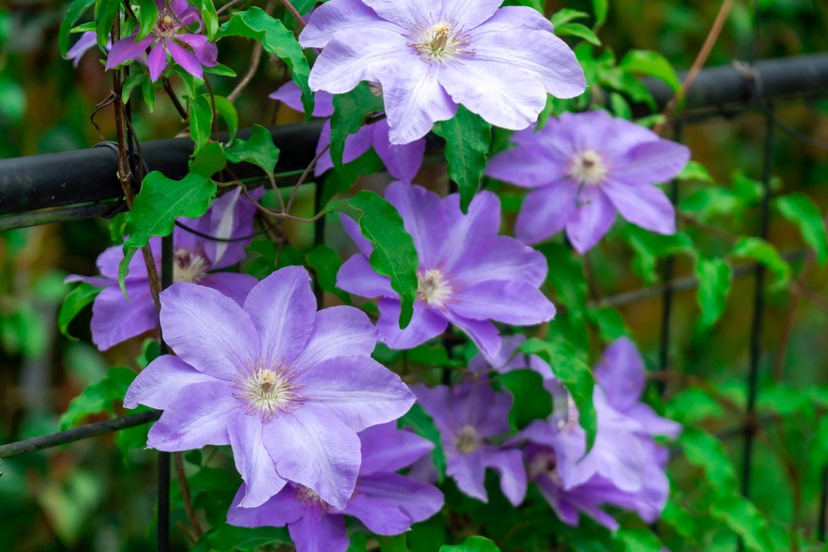 Clematis Flower seeds for Planting - Easy to Grow, Heirloom & GMO Free Seeds for Home Garden