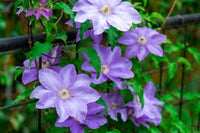Clematis Flower seeds for Planting - Easy to Grow, Heirloom & GMO Free Seeds for Home Garden