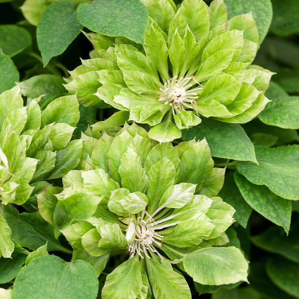 Green Clematis Flower Seeds for Garden Colorful Display Heirloom & GMO Free Seeds for Home Garden
 
 Sale
