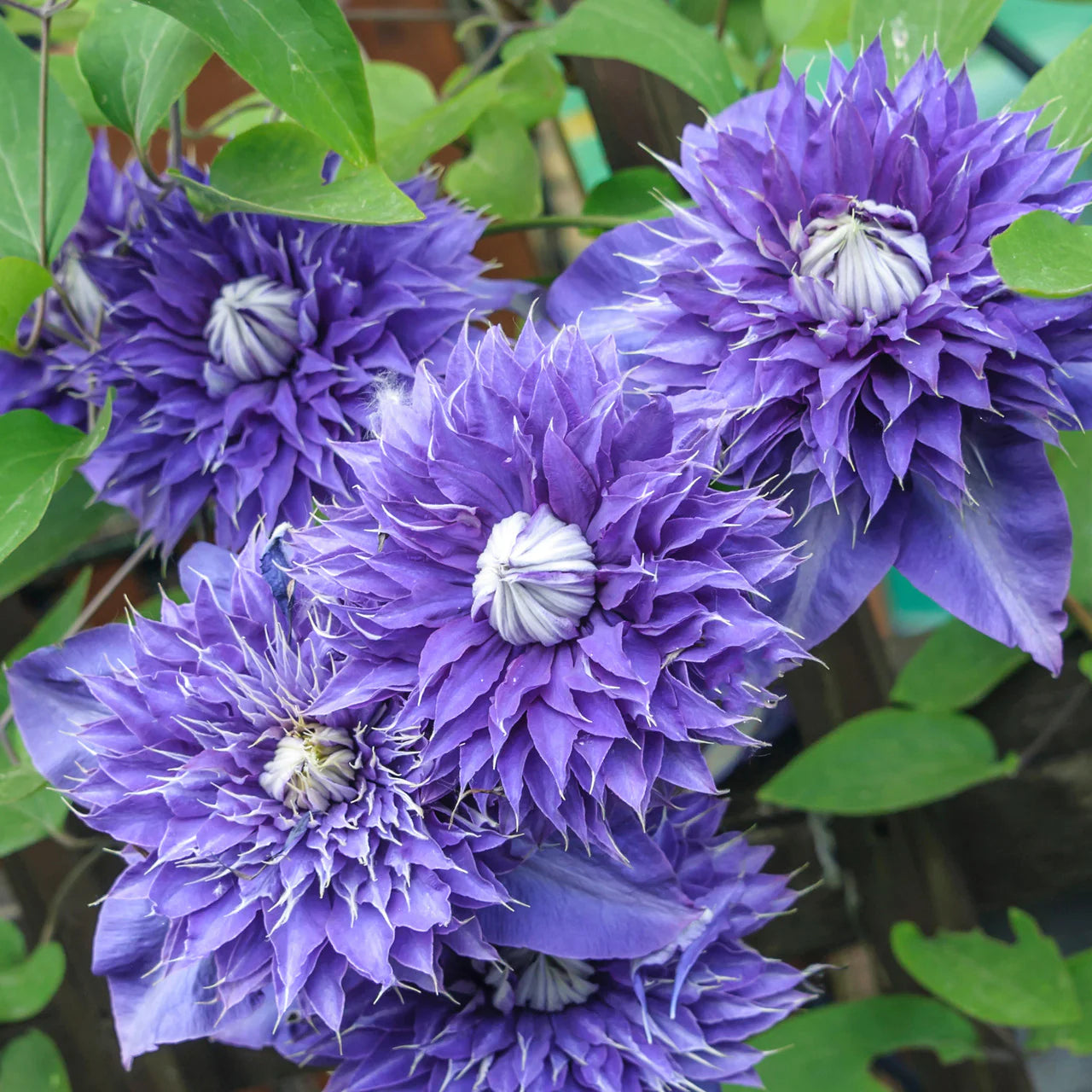 Purple Clematis Flower seeds for Planting - Fragrant Blossoms, Heirloom & GMO Free Seeds for Home Garden