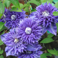 Purple Clematis Flower seeds for Planting - Fragrant Blossoms, Heirloom & GMO Free Seeds for Home Garden