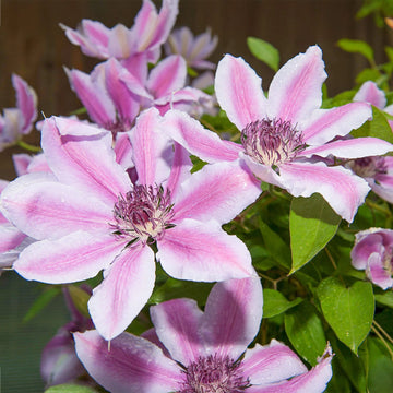 Nelly Moser Flower seeds for Planting Wildflower Mix Heirloom & GMO Free Seeds for Home Garden