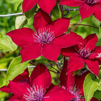 Burgundy Clematis Flower seeds for Planting Sun Loving Heirloom & GMO Free Seeds for Home Garden