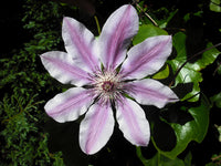 Clematis Flower seeds for Planting - Easy to Grow, Heirloom & GMO Free Seeds for Home Garden