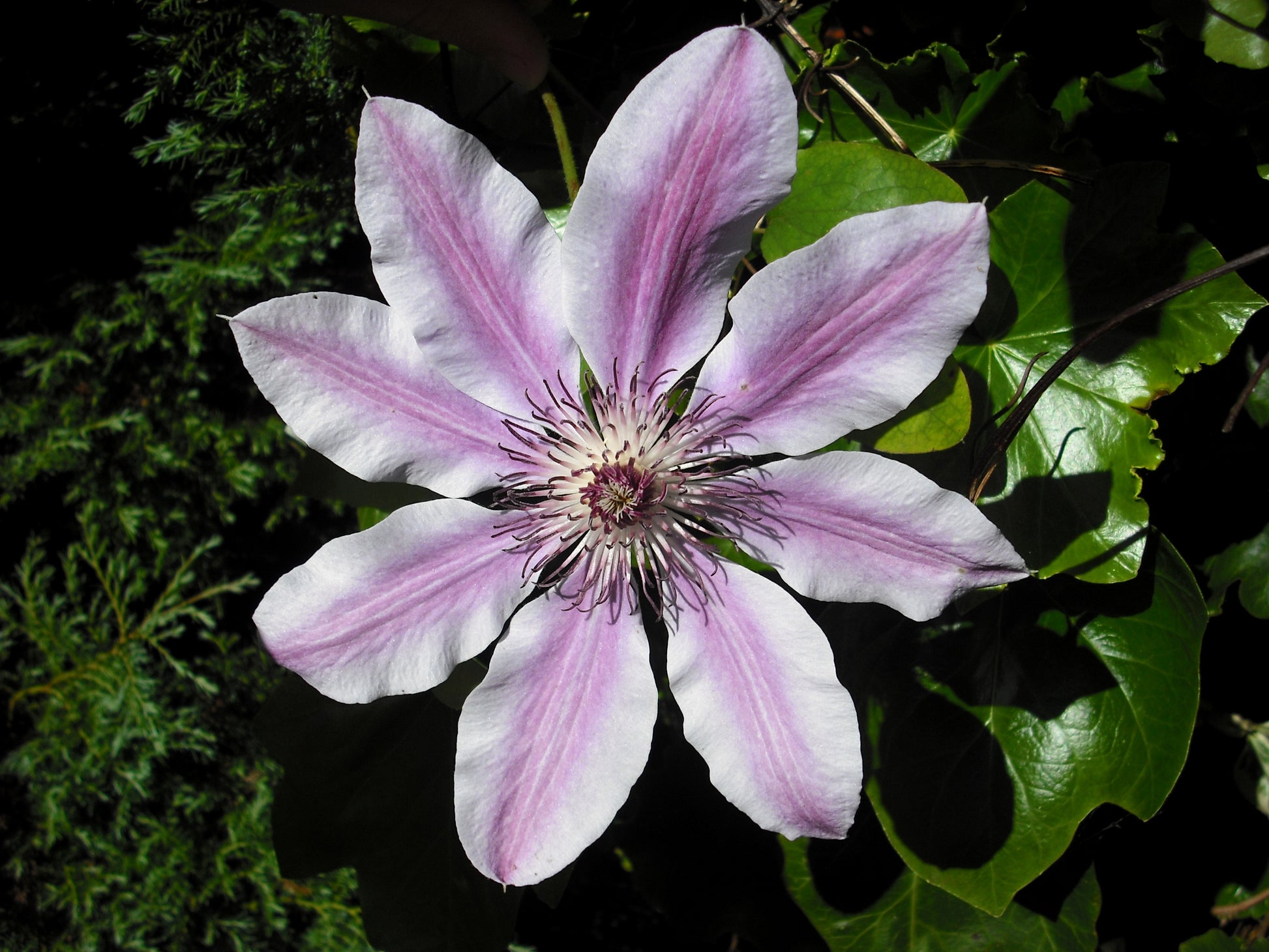 Clematis White Purple Flower seeds for Planting - Low Maintenance, Heirloom & GMO Free Seeds for Home Garden