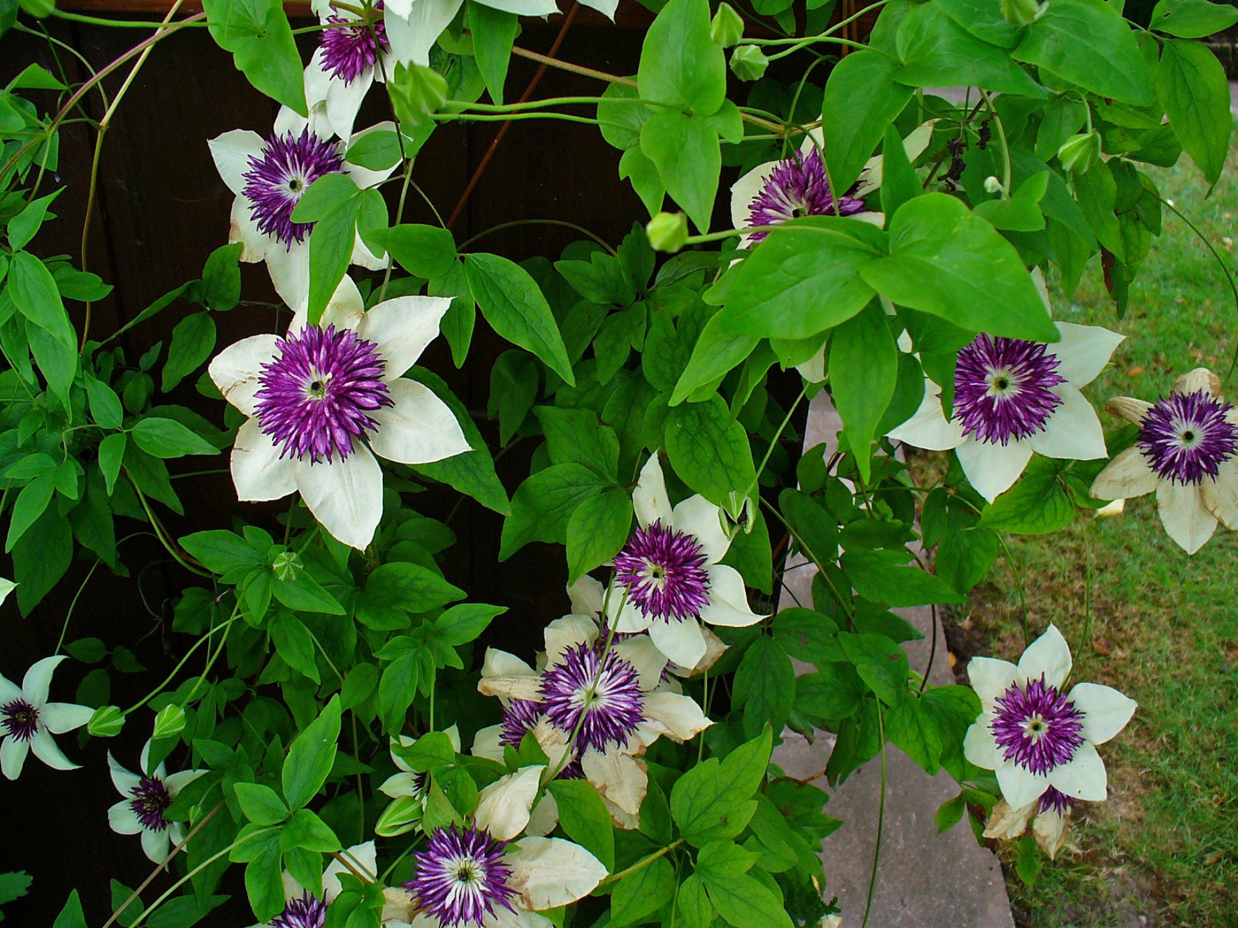 Clematis Flower seeds for Planting - Long Bloom Season, Heirloom & GMO Free Seeds for Home Garden