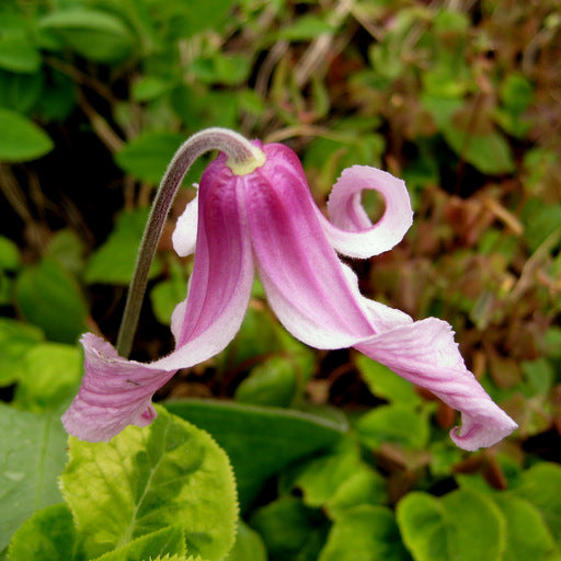 Heuchera Pulchella Flower seeds for Planting Bright Blooms Heirloom & GMO Free Seeds for Home Garden