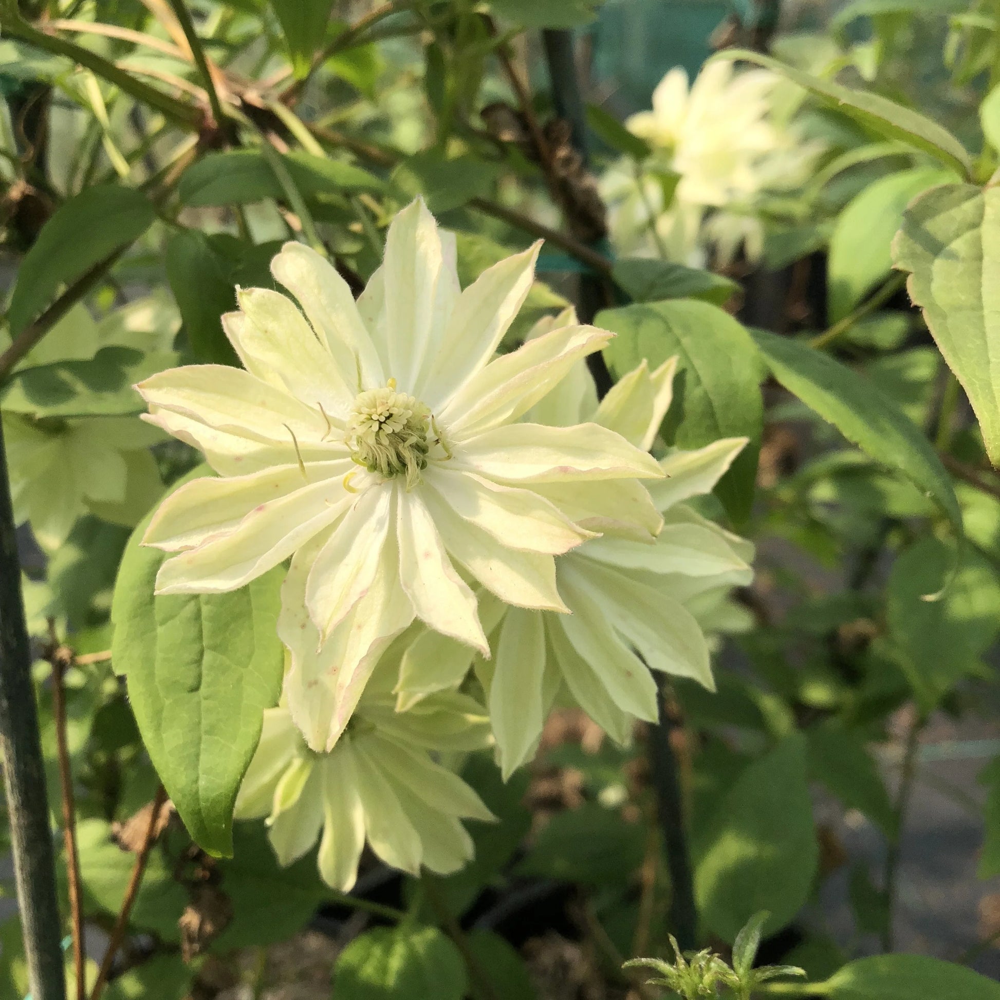 Green Clematis Flower Seeds for Garden Colorful Display Heirloom & GMO Free Seeds for Home Garden
 
 Sale