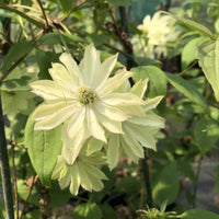 Green Clematis Flower Seeds for Garden Colorful Display Heirloom & GMO Free Seeds for Home Garden
 
 Sale