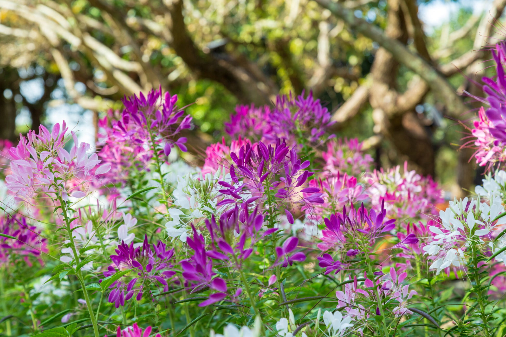 Cleome Flower seeds for Planting Shade Tolerant Heirloom & GMO Free Seeds for Home Garden