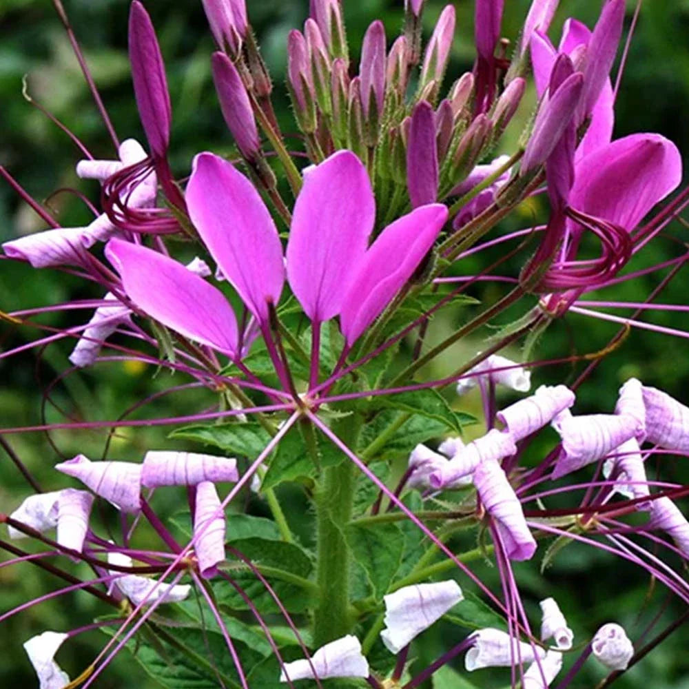 Purple Cleome Seeds Flower seeds for Planting - Premium Quality, Heirloom & GMO Free Seeds for Home Garden