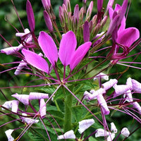 Purple Cleome Seeds Flower seeds for Planting - Premium Quality, Heirloom & GMO Free Seeds for Home Garden