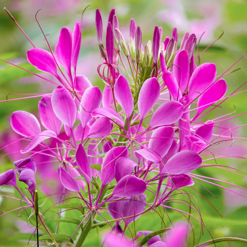Rose Queen Flower Seeds for Planting  Enhance Your Garden with Vibrant Blooms