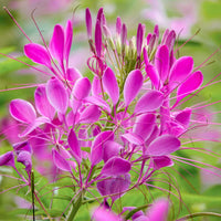 Rose Queen Flower Seeds for Planting  Enhance Your Garden with Vibrant Blooms