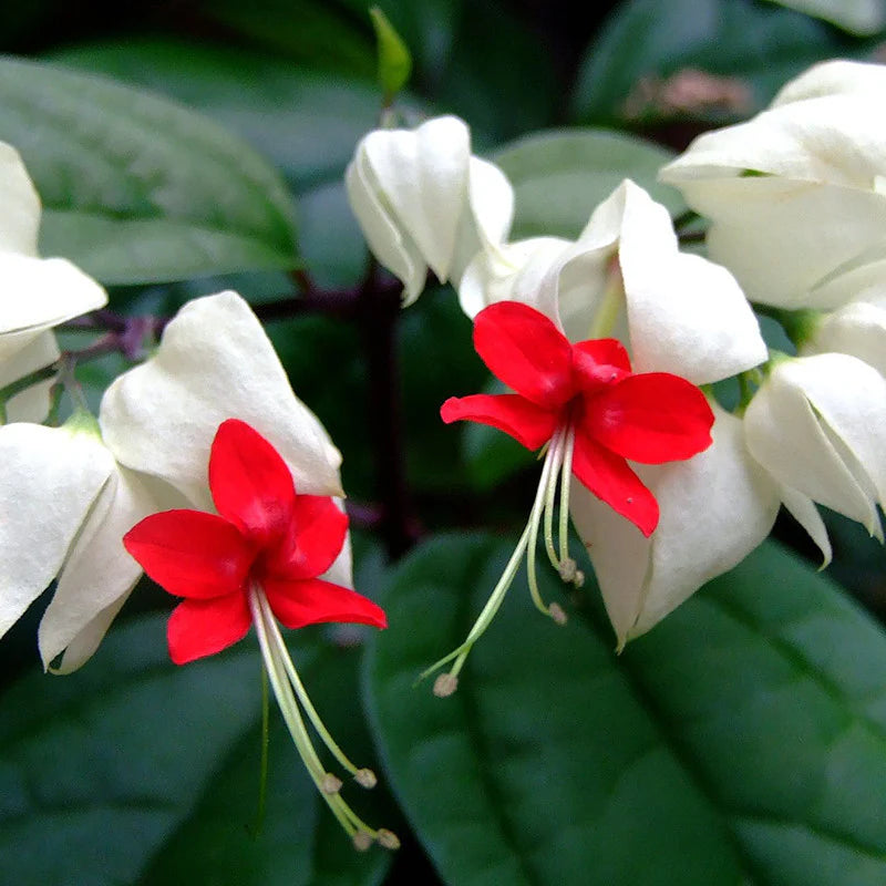 White Red Clerodendrum Flower seeds for Planting - Sun Loving, Heirloom & GMO Free Seeds for Home Garden