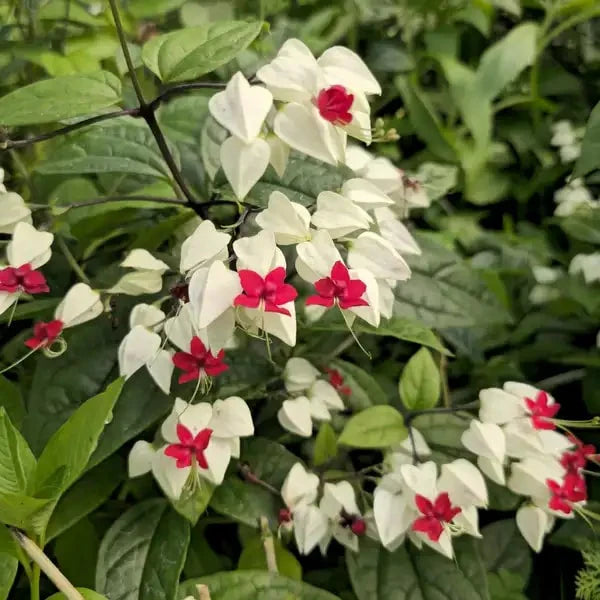 White Clerodendrum Thomsonae Hanging Flower Seeds for Planting Vibrant Colors Heirloom & GMO Free Seeds for Home Garden
 
 Sale