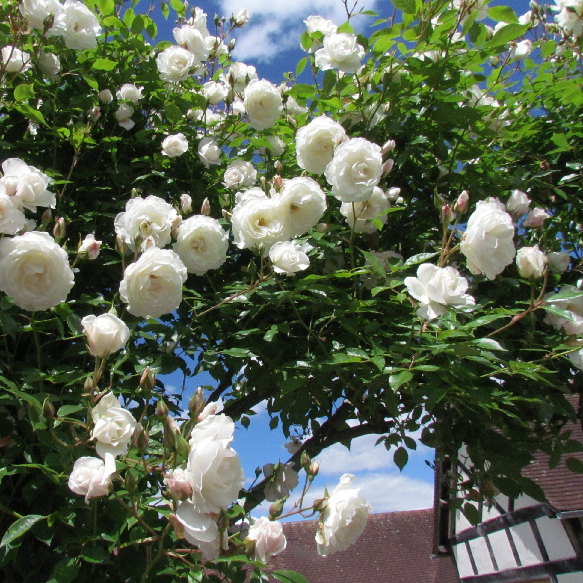 White Creeper Rose Flower seeds for Planting - Long Bloom Season, Heirloom & GMO Free Seeds for Home Garden