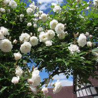 White Creeper Rose Flower seeds for Planting - Long Bloom Season, Heirloom & GMO Free Seeds for Home Garden